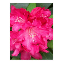 Rhododendron In Pink Postcard