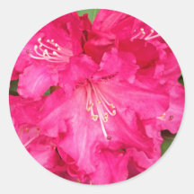 Rhododendron In Pink Round Sticker