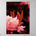 Rhododendron poster