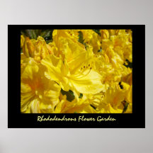 Rhododendrons Flower Garden art prints Botanical