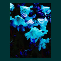 Rhododendrons in Blue, Floral, Blue Flowers posters