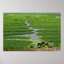 rice fields in cambodia posters