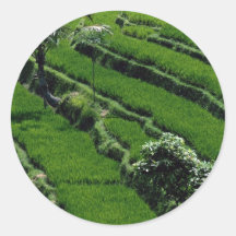 Rice paddy fields, Bali, Indonesia Sticker