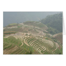 Rice Terraces China Greeting Cards