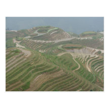 Rice Terraces China Post Card