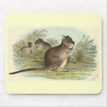 Richard Lydekker - Brush-Tailed Rat-Kangaroo Mouse Mat