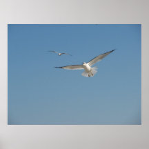 Ring-billed Gull Print