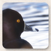 Ring Necked Duck Coaster