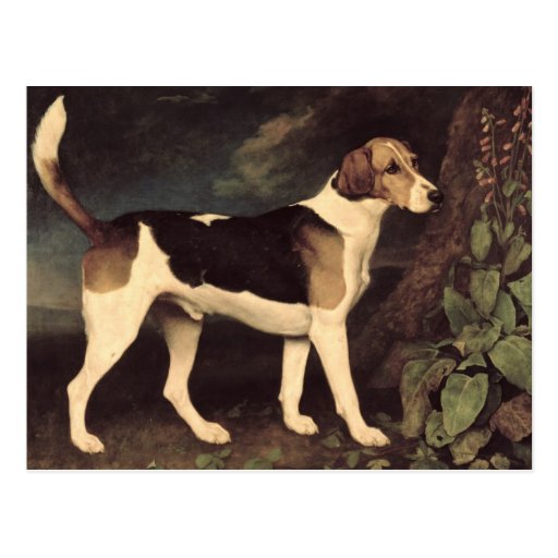 Ringwood, a Brocklesby Foxhound, 1792 Post Card