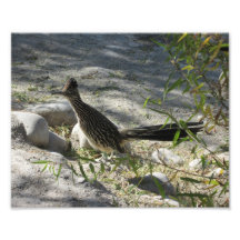 Roadrunner Photo Print