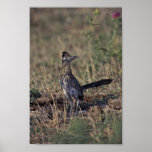 Roadrunner Posters