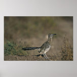 Roadrunner Posters