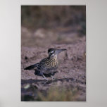 Roadrunner Print