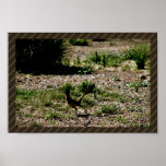 Roadrunner Print