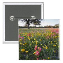 Roadside wildflowers in Texas, spring 3 Button