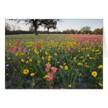 Roadside wildflowers in Texas, spring 3 Card