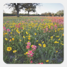 Roadside wildflowers in Texas, spring 3 Sticker
