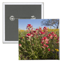 Roadside wildflowers in Texas, spring 4 Pinback Buttons