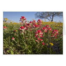 Roadside wildflowers in Texas, spring 4 Card