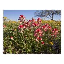 Roadside wildflowers in Texas, spring 4 Post Cards
