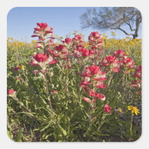 Roadside wildflowers in Texas, spring 4 Square Stickers
