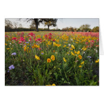 Roadside wildflowers in Texas, spring Cards