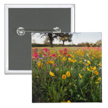 Roadside wildflowers in Texas, spring Pins