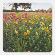 Roadside wildflowers in Texas, spring Stickers