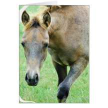 Roan Horse Photo Greeting Card