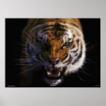 Roaring Bengal Tiger Fine Art Wildlife Poster