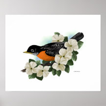 Robin Art Print