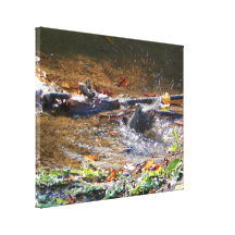 Robin Bathing in a Stream Photograph Canvas Prints