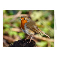 Robin Card