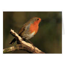 Robin Card
