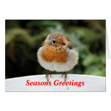 Robin Christmas Card