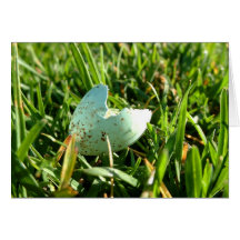 robin egg greeting cards