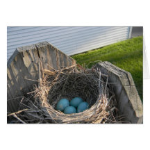 Robin Eggs Cards