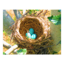 Robin Eggs in a Backyard Tree Nest Announcement