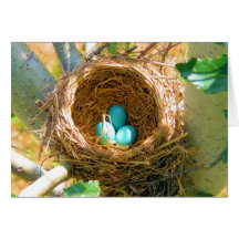 Robin Eggs in a Backyard Tree Nest Card