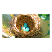 Robin Eggs in a Backyard Tree Nest Customised Photo Card
