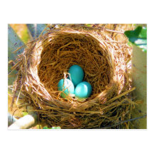 Robin Eggs in a Backyard Tree Nest Postcards