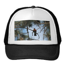 Robin in a pine tree trucker hats