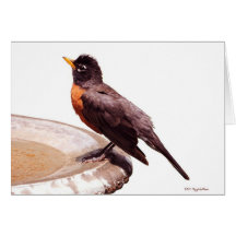 Robin Red Breast Greeting Cards