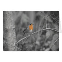 Robin Redbreast Christmas Card