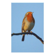 Robin Stationery Design