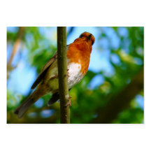 ROBINS BUSINESS CARD