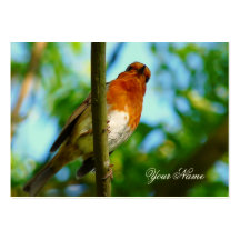 ROBINS BUSINESS CARD TEMPLATE