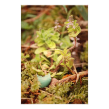 Robin's Egg and Wildflowers Photograph