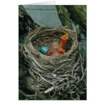 Robin's Nest Cards