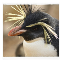 Rockhopper Penguin Invitations